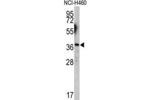 Image no. 3 for anti-Engrailed Homeobox 2 (EN2) antibody (ABIN3003224)