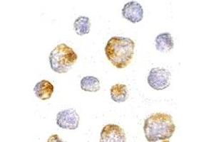 Immunohistochemistry (IHC) image for anti-Kinesin Family Member 5A (KIF5A) (Middle Region) antibody (ABIN1030974)