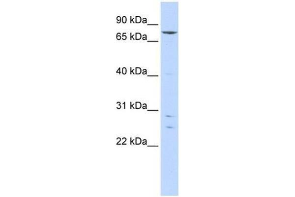 anti-Kelch-Like 4 (KLHL4) (N-Term) antibody
