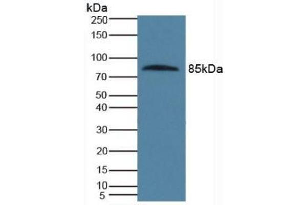 PROS1 anticorps  (AA 481-667)
