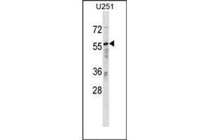 Image no. 1 for anti-RAN Binding Protein 3 (RANBP3) (N-Term) antibody (ABIN954449)