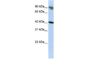 Image no. 1 for anti-Kelch Domain Containing 8A (KLHDC8A) antibody (ABIN2458537)