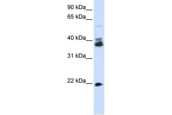 anti-Synaptophysin (SYP) (N-Term) antibody