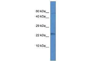 Image no. 1 for anti-Mitochondrial Ribosomal Protein L21 (MRPL21) (Middle Region) antibody (ABIN927952)