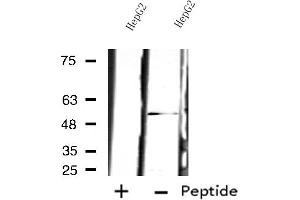 Image no. 1 for anti-Proteasome (Prosome, Macropain) 26S Subunit, Non-ATPase, 12 (PSMD12) (Internal Region) antibody (ABIN6257738)