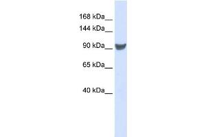 Image no. 1 for anti-Exportin 1 (XPO1) (Middle Region) antibody (ABIN2778850)