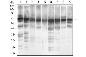Image no. 7 for anti-Eukaryotic Translation Initiation Factor 2A, 65kDa (EIF2A) (AA 448-576) antibody (ABIN1724939)