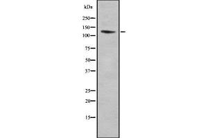 Image no. 1 for anti-Integrin alpha 11 (ITGA11) (C-Term) antibody (ABIN6262678)