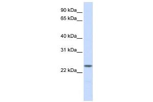 Image no. 1 for anti-Nucleophosmin/nucleoplasmin 2 (NPM2) antibody (ABIN2460035)