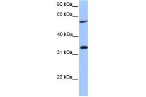 Image no. 1 for anti-Testis-Specific serine Kinase Substrate (TSKS) (Middle Region) antibody (ABIN631656)