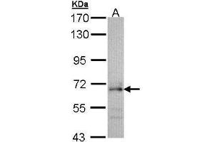 Image no. 1 for anti-Cell Division Cycle 45 Homolog (S. Cerevisiae) (CDC45) (Center) antibody (ABIN2856678)