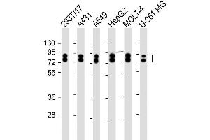 Image no. 4 for anti-Heterogeneous Nuclear Ribonucleoprotein R (HNRNPR) (AA 95-123), (N-Term) antibody (ABIN1539662)
