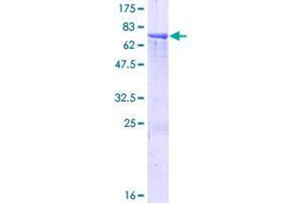 SPESP1 Protein (AA 1-350) (GST tag)