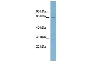Image no. 2 for anti-Replication Protein A1, 70kDa (RPA1) (Middle Region) antibody (ABIN2786755)