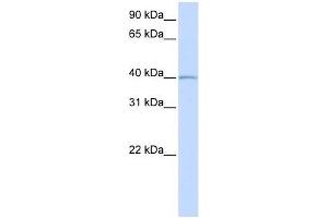 Image no. 1 for anti-Inhibitor of Growth Family, Member 5 (ING5) (N-Term) antibody (ABIN928523)