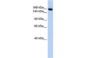 Image no. 1 for anti-WD Repeat Domain 66 (WDR66) (N-Term) antibody (ABIN2785065)