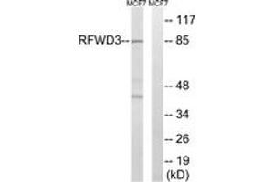 anti-Ring Finger and WD Repeat Domain 3 (RFWD3) (AA 374-423) antibody