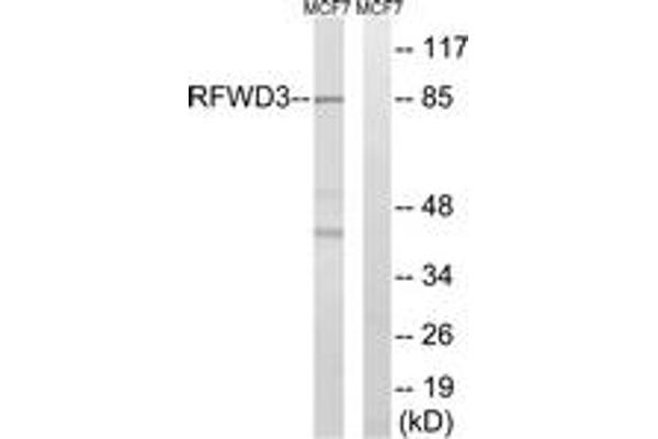 anti-Ring Finger and WD Repeat Domain 3 (RFWD3) (AA 374-423) antibody