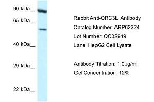 Image no. 1 for anti-Origin Recognition Complex, Subunit 3 (ORC3) (N-Term) antibody (ABIN2789072)