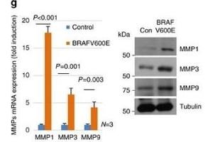 Image no. 6 for anti-Matrix Metallopeptidase 1 (Interstitial Collagenase) (MMP1) (Center) antibody (ABIN2854783)