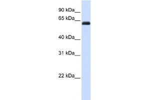 Image no. 1 for anti-Kin of IRRE Like 2 (Drosophila) (KIRREL2) (N-Term) antibody (ABIN2784024)