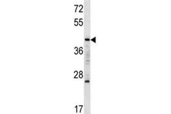 anti-Transcription Factor MafA (MAFA) (AA 286-315) antibody