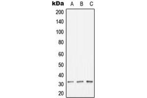 Image no. 1 for anti-Major Histocompatibility Complex, Class II, DO beta (HLA-DOB) (N-Term) antibody (ABIN2707576)