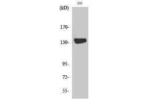 Image no. 1 for anti-Diacylglycerol Kinase, iota (DGKI) (C-Term) antibody (ABIN3180576)