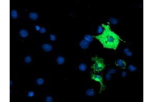 Image no. 2 for anti-Anaphase Promoting Complex Subunit 2 (ANAPC2) antibody (ABIN1496637)
