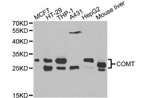 Image no. 2 for anti-Catechol-O-Methyltransferase (COMT) antibody (ABIN1679321)