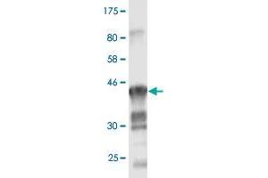 Image no. 6 for anti-Claudin 1 (CLDN1) (AA 1-211) antibody (ABIN522518)