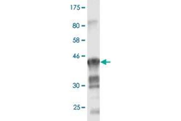 Claudin 1 antibody  (AA 1-211)