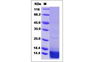 Image no. 1 for Chemokine (C-X-C Motif) Ligand 14 (CXCL14) (AA 23-99) protein (ABIN2007398)