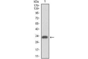 Image no. 1 for anti-Integrin alpha 4 (ITGA4) antibody (ABIN1106427)