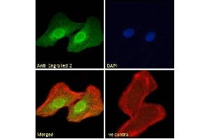 Image no. 1 for anti-Engrailed Homeobox 2 (EN2) (C-Term) antibody (ABIN185576)