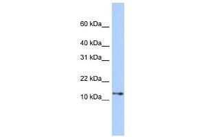 Image no. 1 for anti-Guanine Nucleotide Binding Protein (G Protein), gamma Transducing Activity Polypeptide 2 (GNGT2) (Middle Region) antibody (ABIN632210)