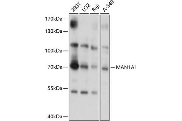 MAN1A1 Antibodies