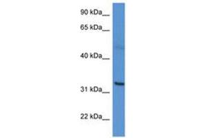 Image no. 1 for anti-Carbonic Anhydrase VA (CA5A) (AA 178-227) antibody (ABIN6746754)