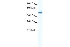 Image no. 1 for anti-Zinc Finger Protein 557 (ZNF557) (Middle Region) antibody (ABIN2774999)