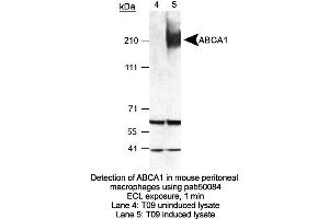 Image no. 2 for anti-ATP-Binding Cassette, Sub-Family A (ABC1), Member 1 (ABCA1) (AA 1100-1300) antibody (ABIN363393)