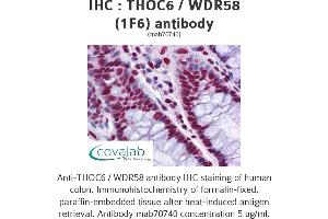 Image no. 2 for anti-THO Complex 6 Homolog (THOC6) (AA 71-181) antibody (ABIN1723597)