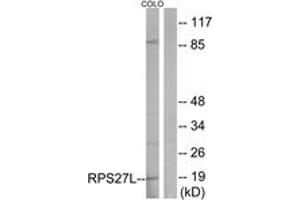 Image no. 1 for anti-Ribosomal Protein S27L (RPS27L) (AA 1-50) antibody (ABIN1534545)