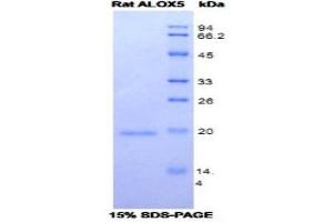 Image no. 1 for Arachidonate 5-Lipoxygenase (ALOX5) (AA 373-535) protein (His tag) (ABIN1078891)