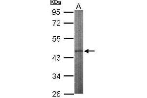 Image no. 1 for anti-Inositol Polyphosphate Multikinase (IPMK) (Center) antibody (ABIN2856002)