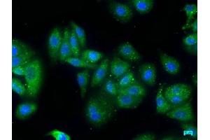 Immunofluorescence staining of HepG2 cells with ABIN7176068 at 1:50, counter-stained with DAPI.