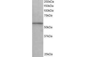 Image no. 3 for anti-Karyopherin alpha 3 (Importin alpha 4) (KPNA3) (C-Term) antibody (ABIN185159)