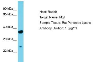 Image no. 1 for anti-Monoglyceride Lipase (MGLL) (Middle Region) antibody (ABIN2784882)