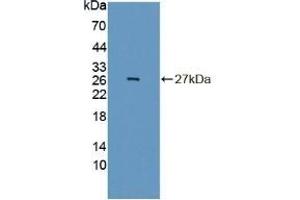 INSM1 antibody  (AA 278-518)