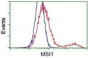 Image no. 2 for anti-Musashi Homolog 1 (Drosophila) (MSI1) antibody (ABIN2726590)