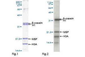 Image no. 1 for Mitogen-Activated Protein Kinase 9 (MAPK9) (AA 1-424) protein (GST tag) (ABIN1310315)